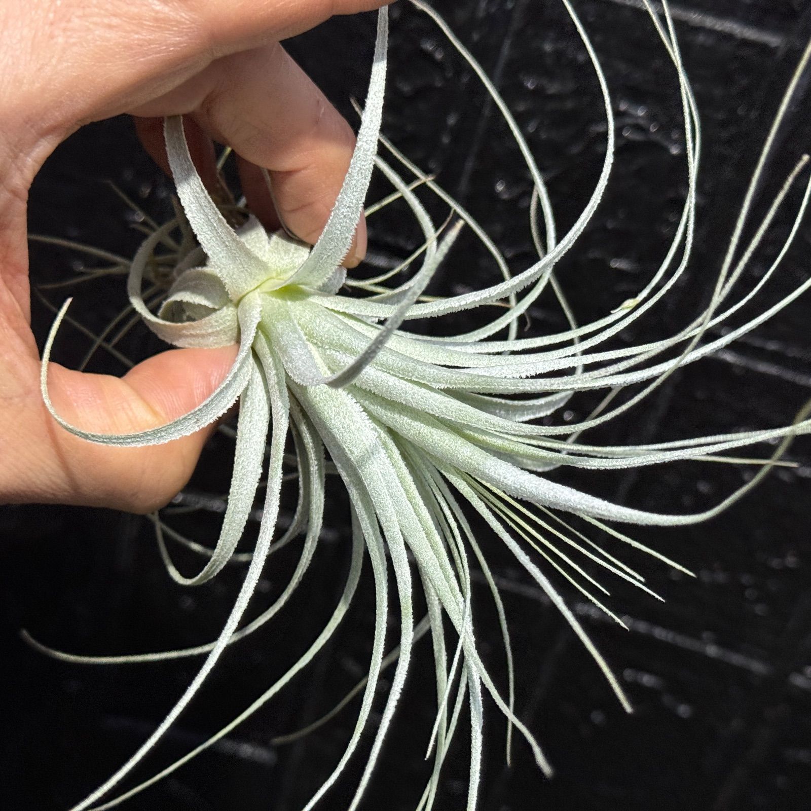 現品＊ 特大極上株＊ チランジア チャペウエンシス Tillandsia