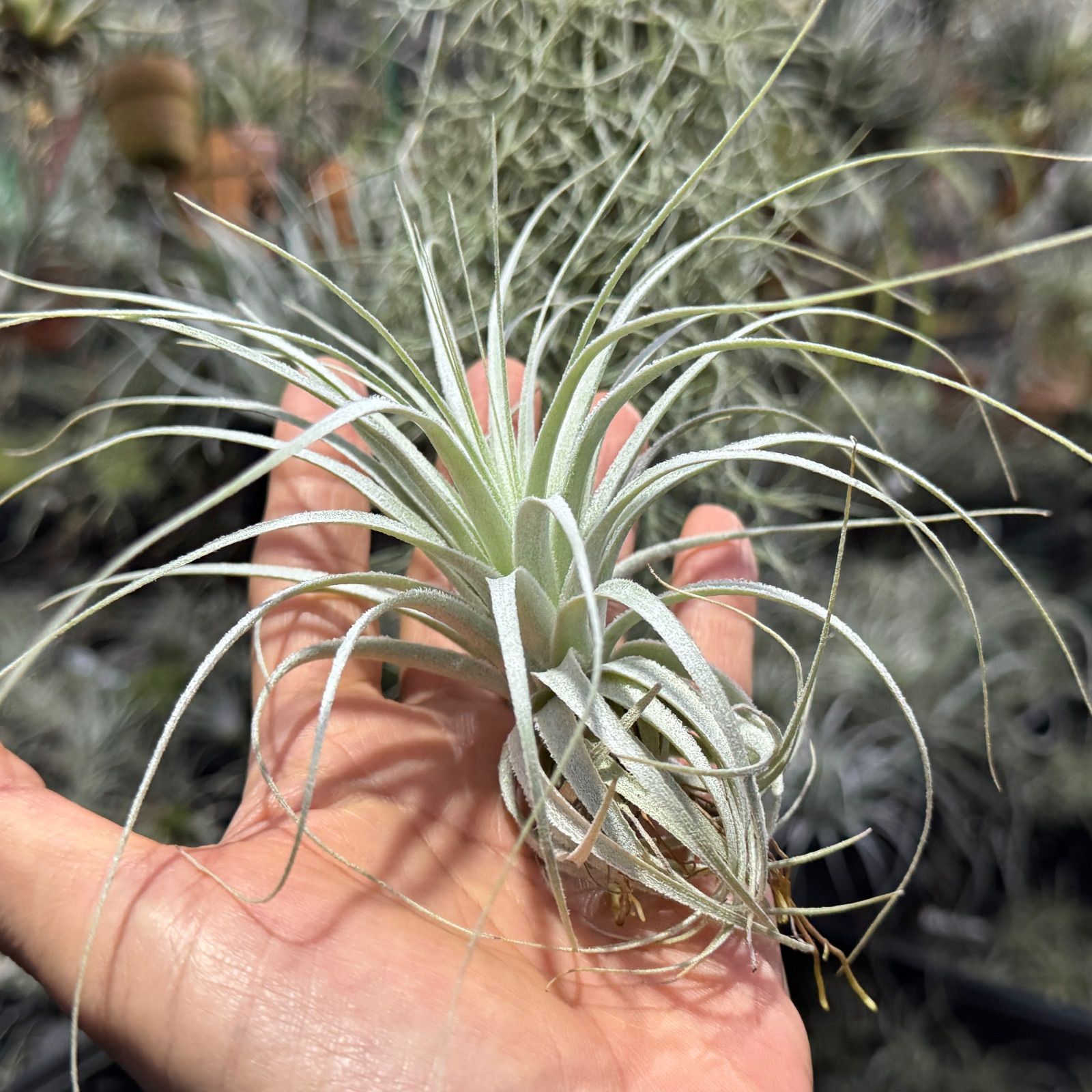 現品＊ 特大極上株＊ チランジア チャペウエンシス Tillandsia
