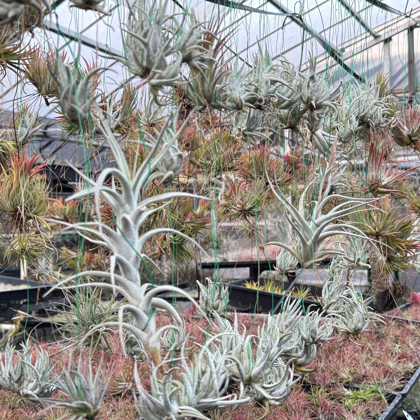 現品＊ 特大極上株＊ チランジア チャペウエンシス Tillandsia