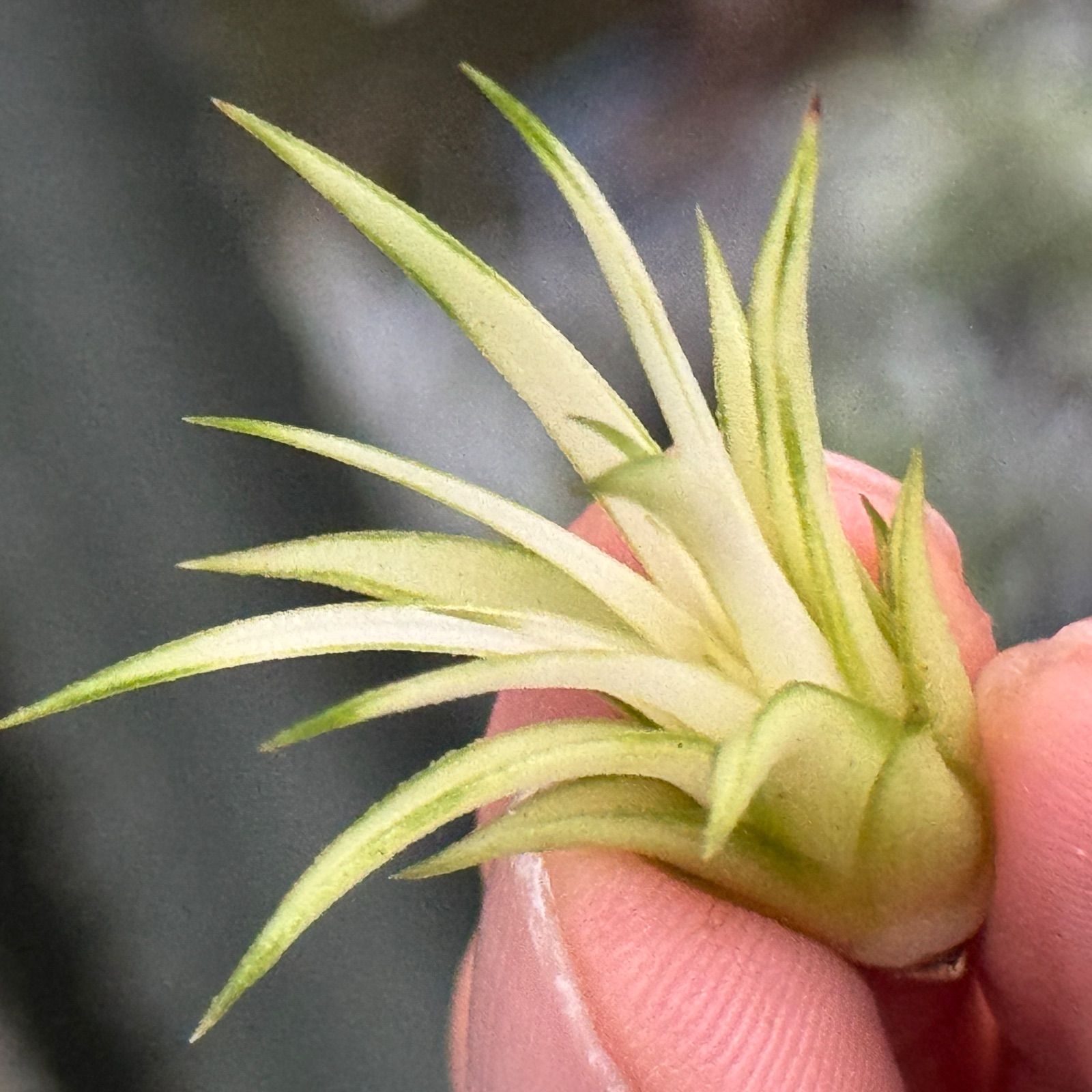 現品＊ ホワイティ系＊ 最低限のグリーン＊ ホワイト率マックス ＊ チランジア イオナンタ アルボマルギナータ アルボマージナータ Tillandsia ionantha Albomarginata＊エアプランツ フラワーショップ江口