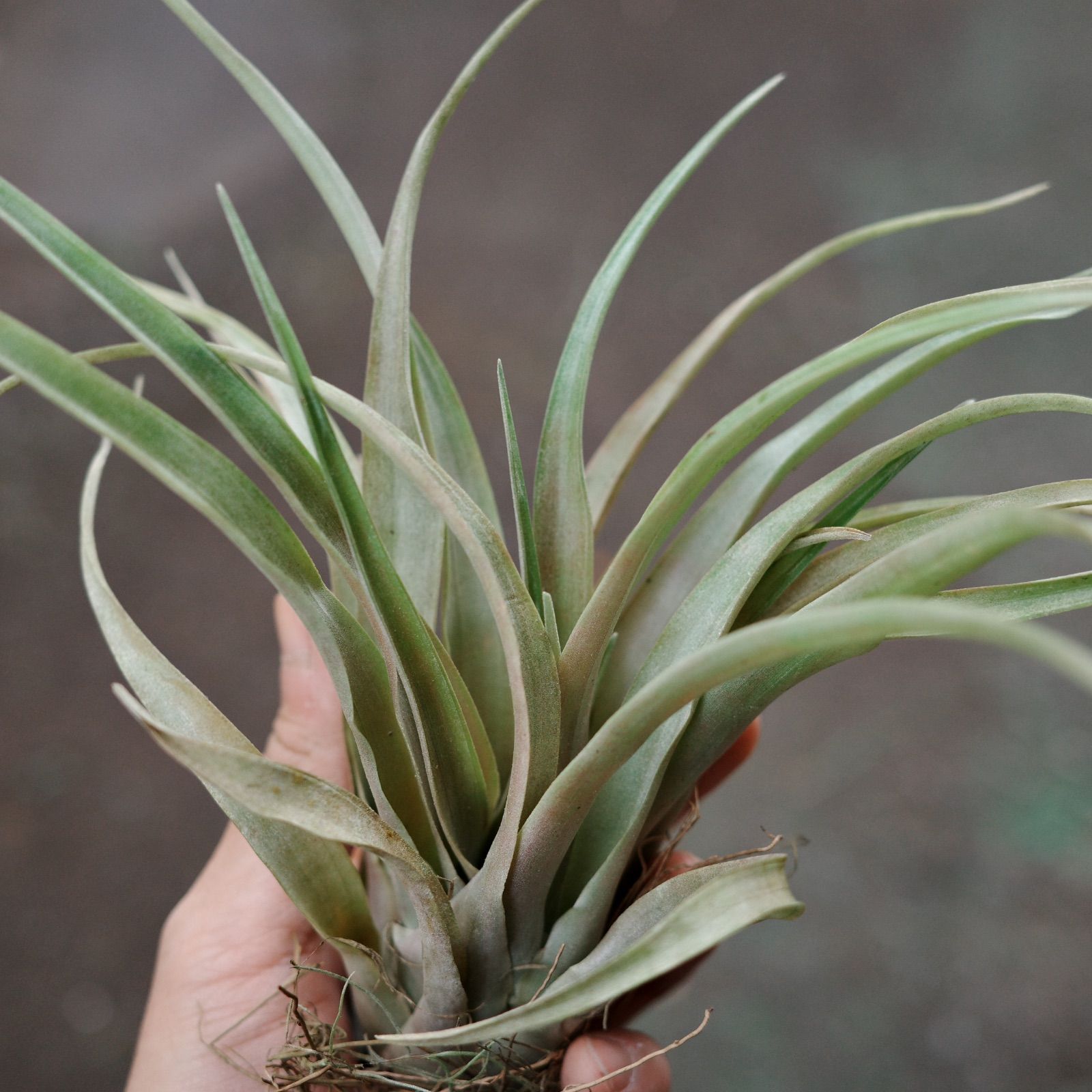 チランジア ロイテリ① (メルカリ便にてお届けします) チランジア ロイテリ① (メルカリ便にてお届けします)