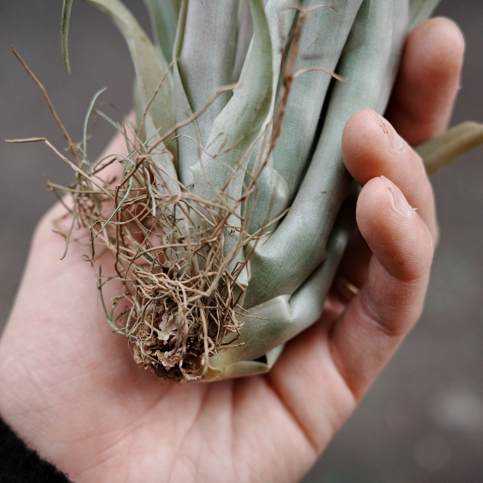 数量限定】「ラウトネリ」 エアプランツ エアープランツ チランジア