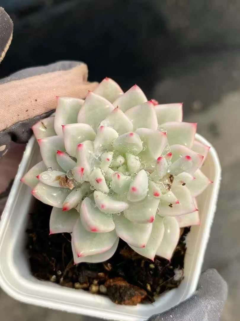 新規オープン記念 雪美人錦×50株 多肉植物 エケベリア セダム