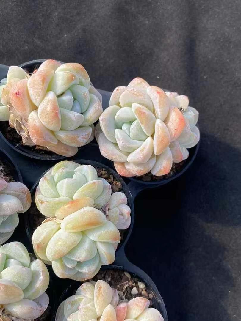 新規オープン記念 エケベリア?セトサ2頭×50株 多肉植物 エケベリア