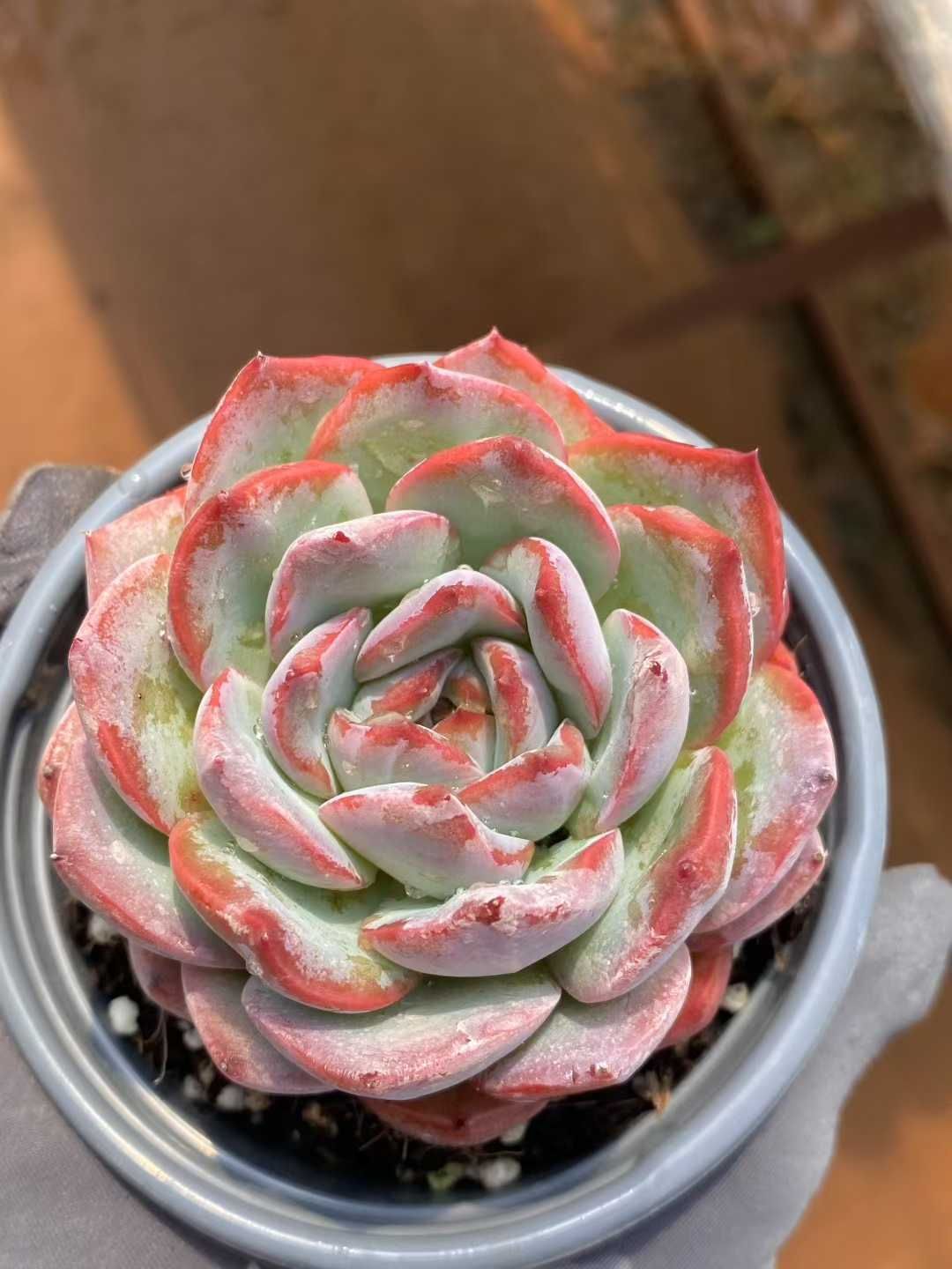 新規オープン記念 イチゴミルク単頭×15株 多肉植物 エケベリア セダム