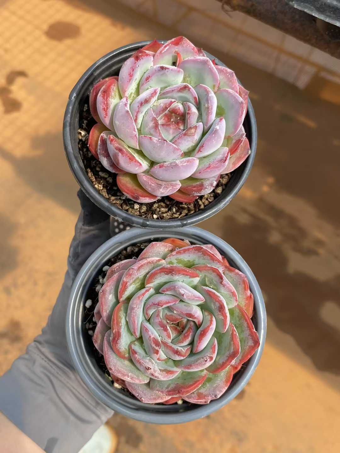 新規オープン記念 イチゴミルク単頭×15株 多肉植物 エケベリア セダム