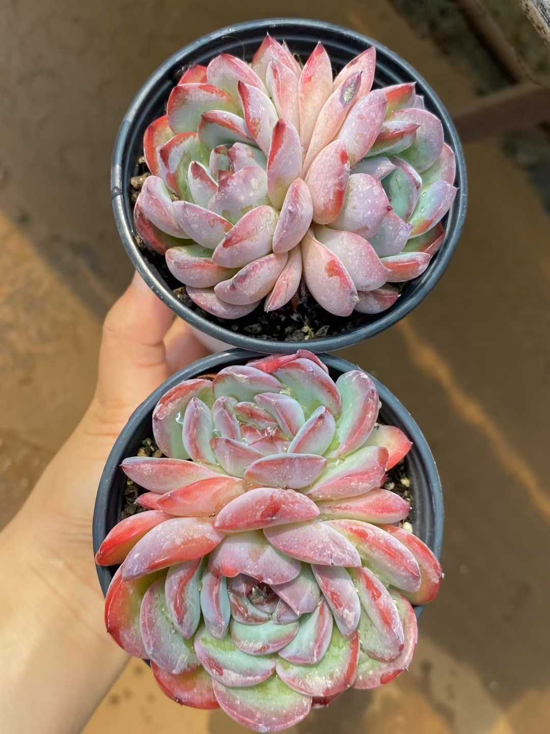 新規オープン記念 イチゴミルク2頭×15株 多肉植物 エケベリア セダム