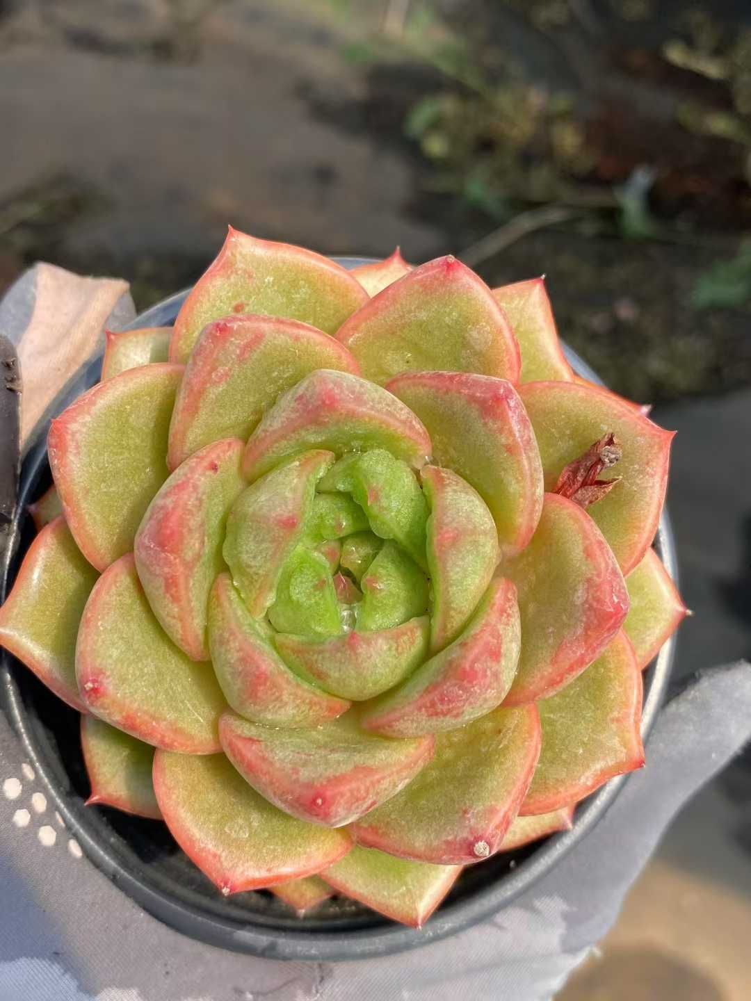 新規オープン記念 イエロースキン×15株 多肉植物 エケベリア セダム