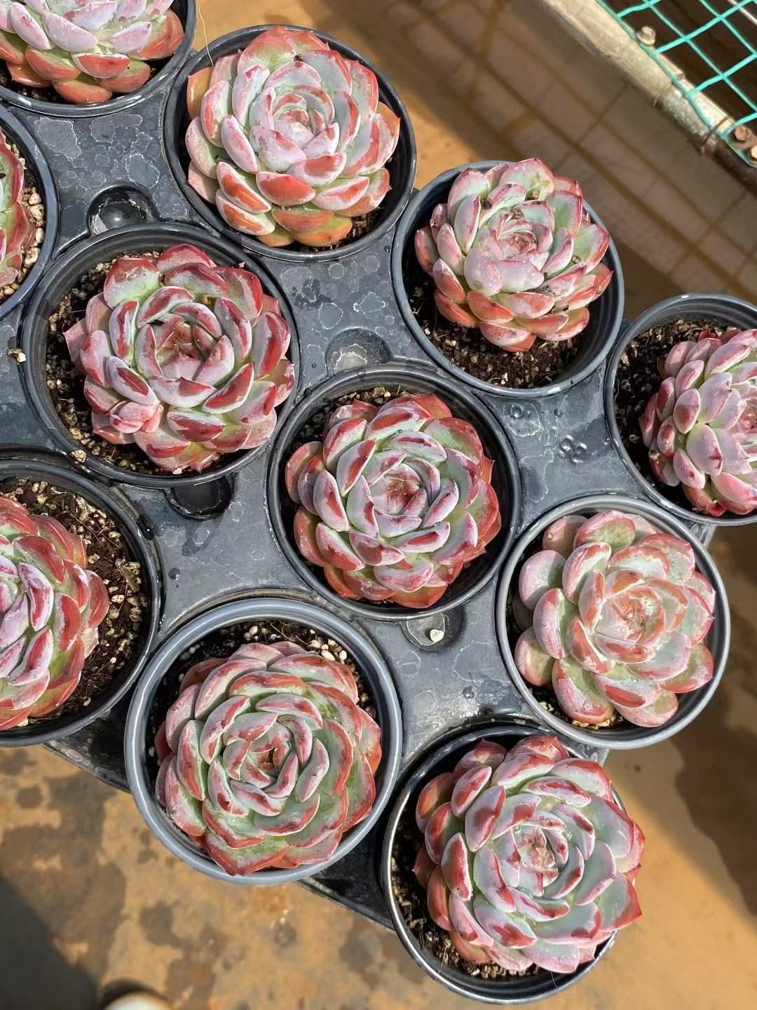 お*ん様 イチゴミルクW147×70鉢 抜き苗 多肉植物 アエオニウム エケベリ お*ん様 イチゴミルクW147×70鉢 抜き苗 多肉植物 アエオニウム