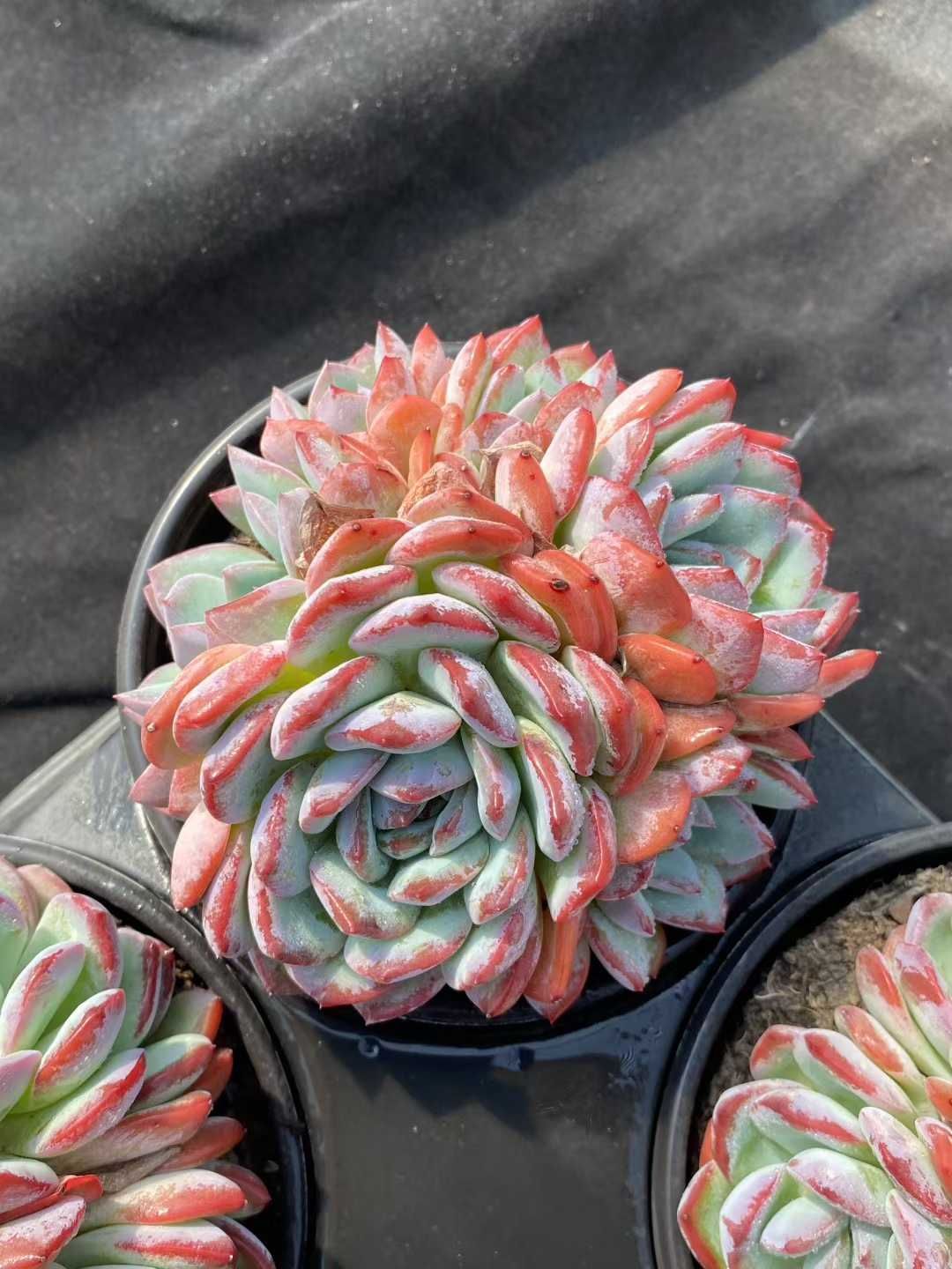 新規オープン記念 イチゴミルク群生×12株 多肉植物 エケベリア セダム