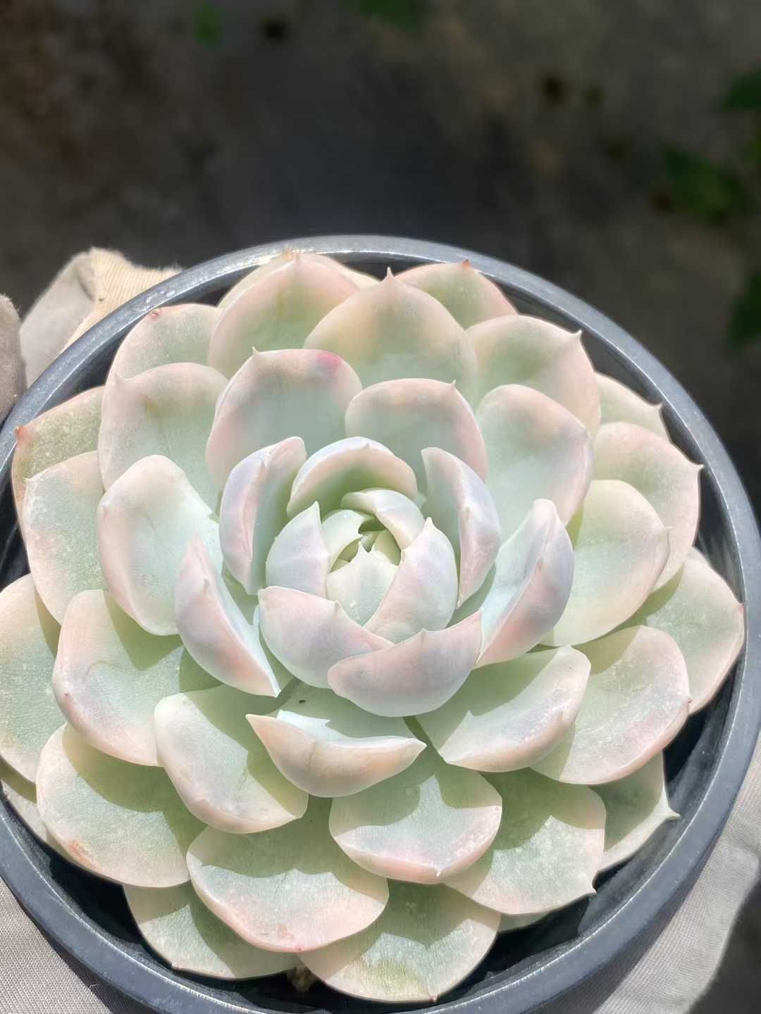 新規オープン記念 スノーボール×15株 多肉植物 エケベリア セダム