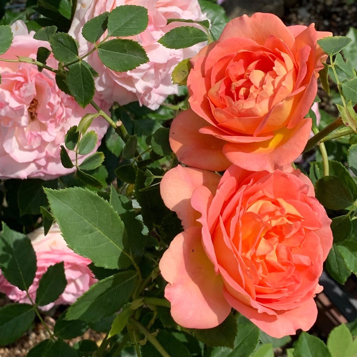 ❁バラ挿し木苗❁レエハ❁幼苗❁ネコポス発送❁ - メルカリ