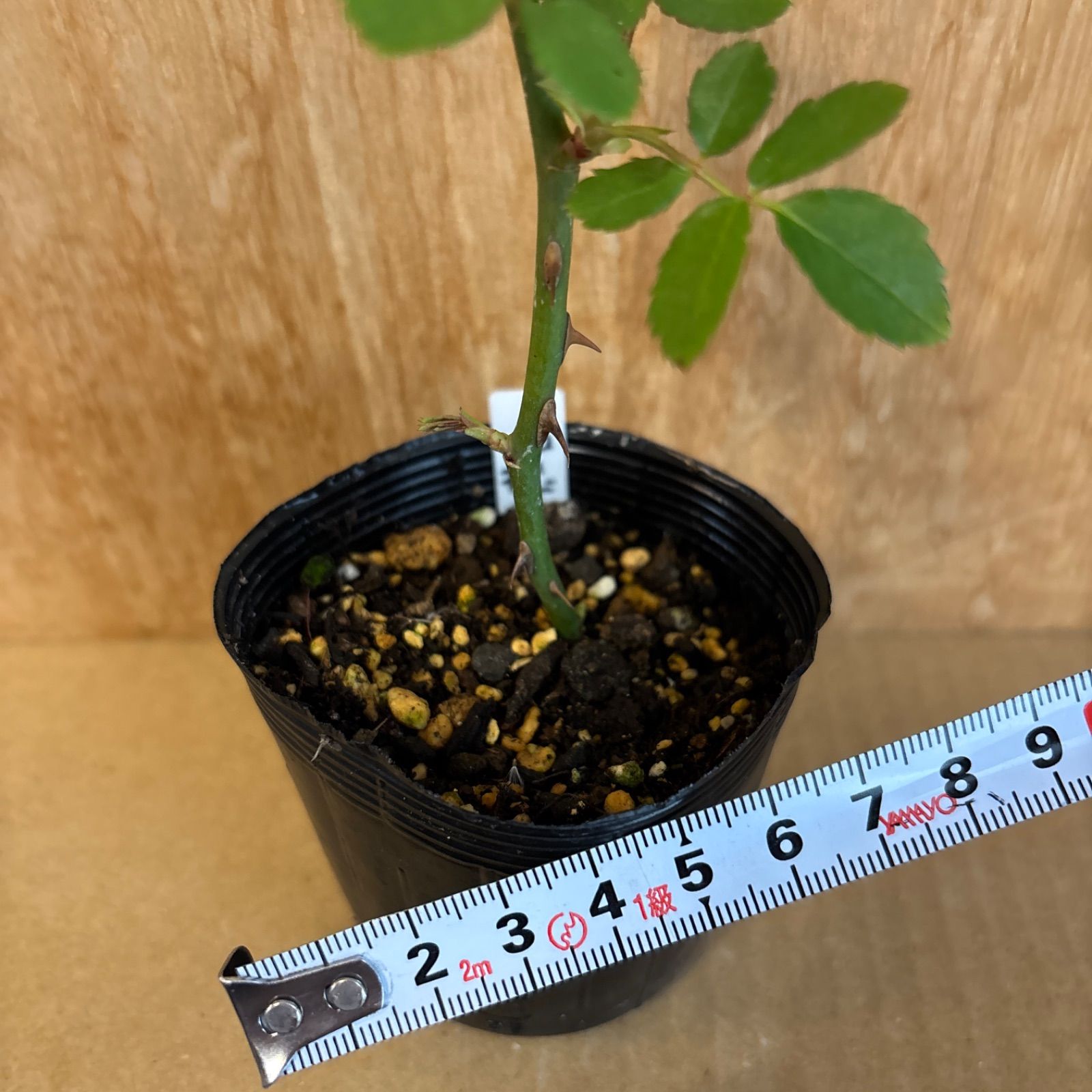 ✿landerblue様♡専用✿苗ネコポス発送☆挿し木 ❁バラ挿し木苗❁ク•モ②❁幼苗❁ネコポス発送❁ - メルカリ