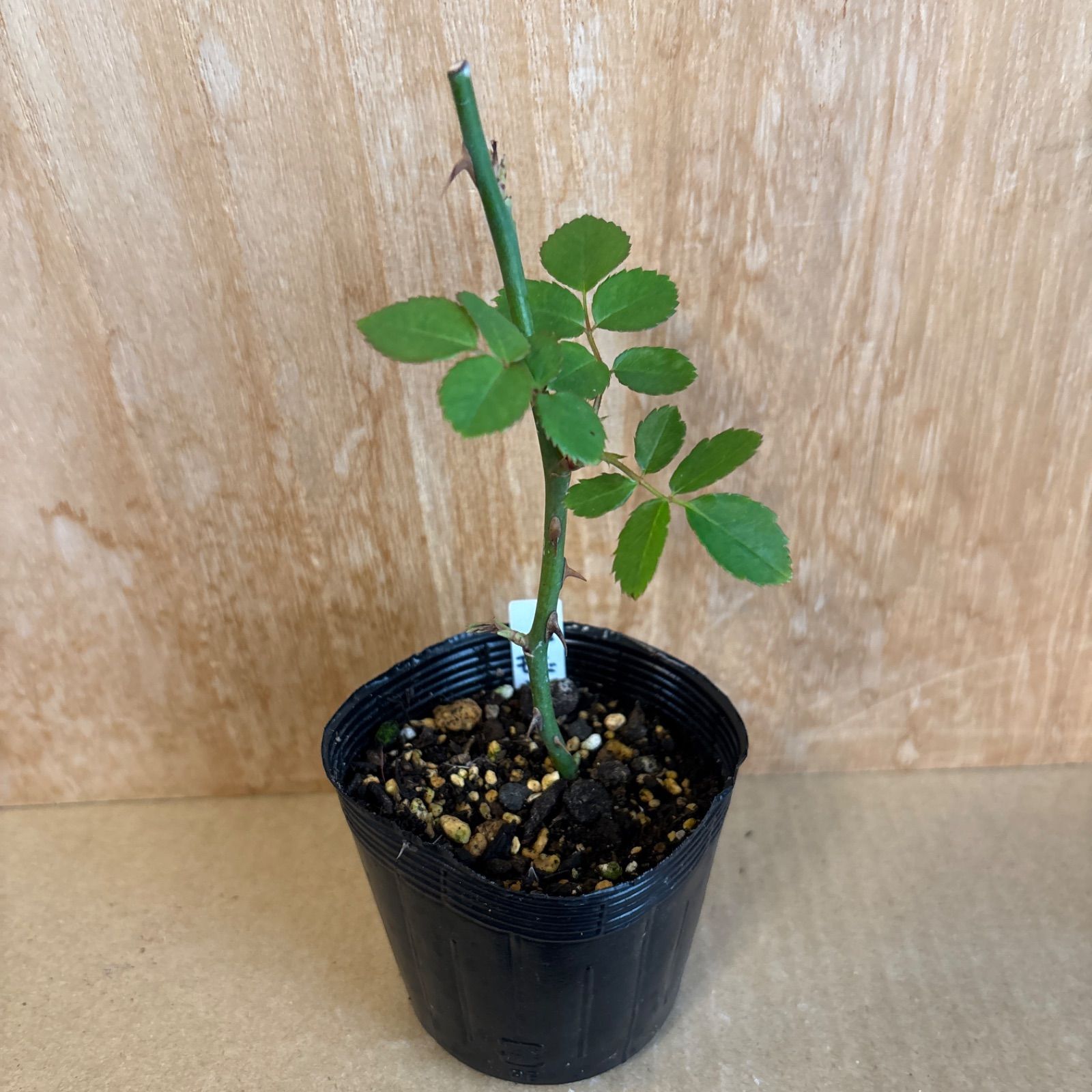 ❁バラ挿し木苗❁ク•モ❁幼苗❁ネコポス発送❁ - メルカリ