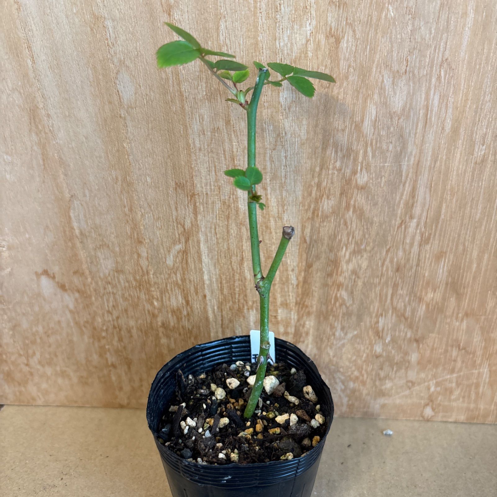 ❁バラ挿し木苗❁ク•モ②❁幼苗❁ネコポス発送❁ - メルカリ