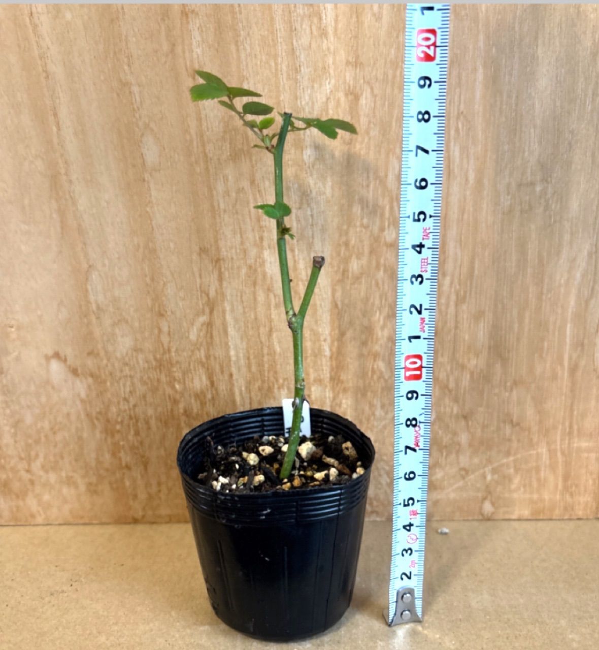 ✿landerblue様♡専用✿苗ネコポス発送☆挿し木 ❁バラ挿し木苗❁ジュ•ジ•オ❁幼苗❁ネコポス発送❁ - メルカリ