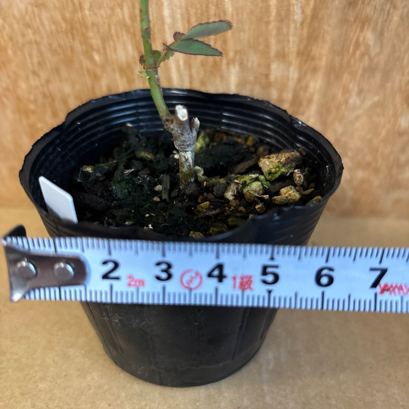 ✿landerblue様♡専用✿苗ネコポス発送☆挿し木 ❁バラ挿し木苗❁ジュ•ジ•オ❁幼苗❁ネコポス発送❁ - メルカリ