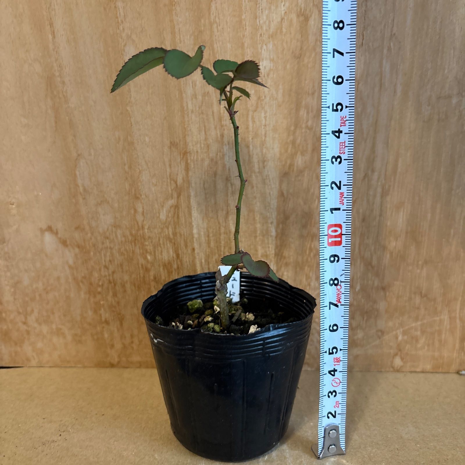 ❁バラ挿し木苗❁ジュ•ジ•オ❁幼苗❁ネコポス発送❁ - メルカリ