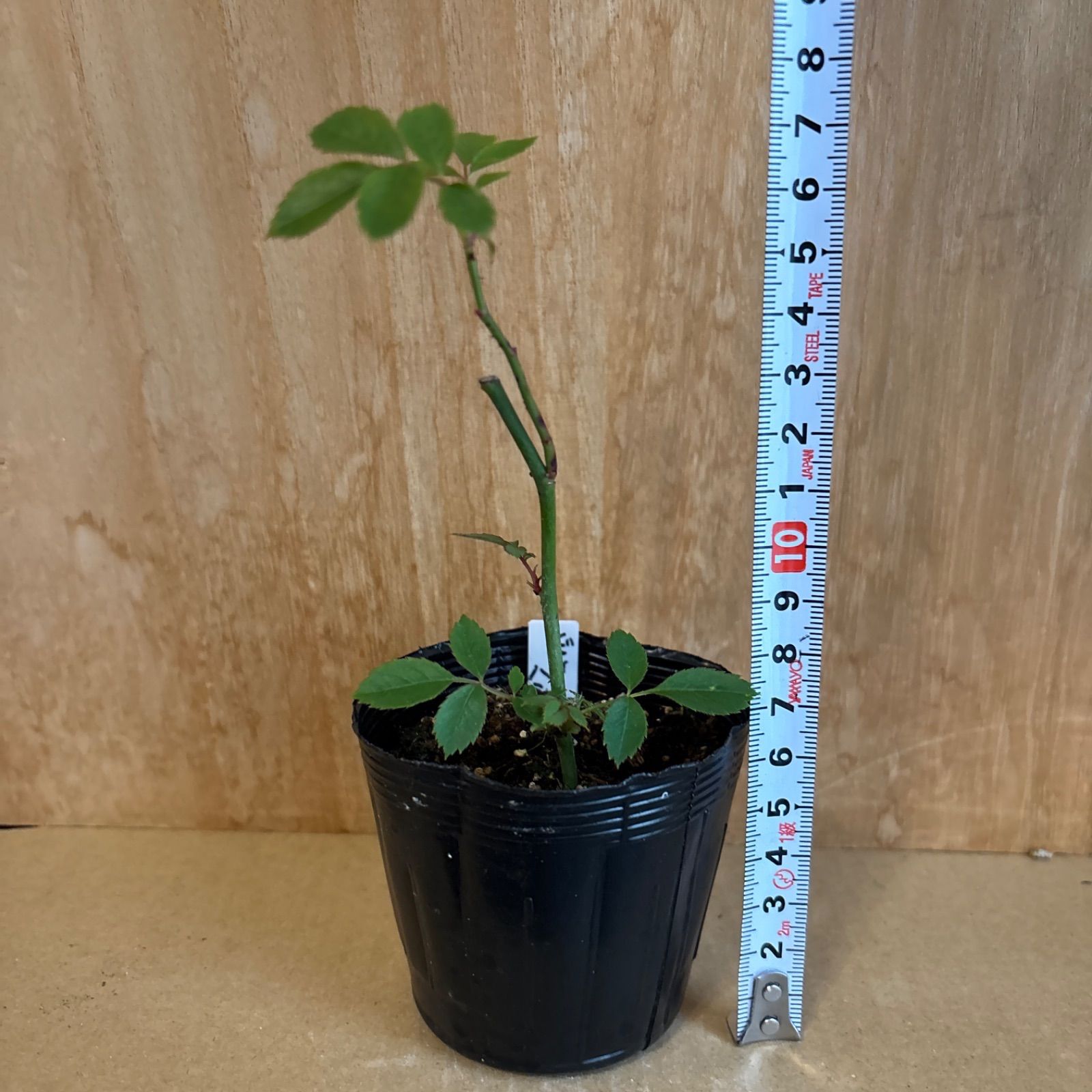 ✿landerblue様♡専用✿苗ネコポス発送☆挿し木 ❁バラ挿し木苗❁レエハ❁幼苗❁ネコポス発送❁ - メルカリ