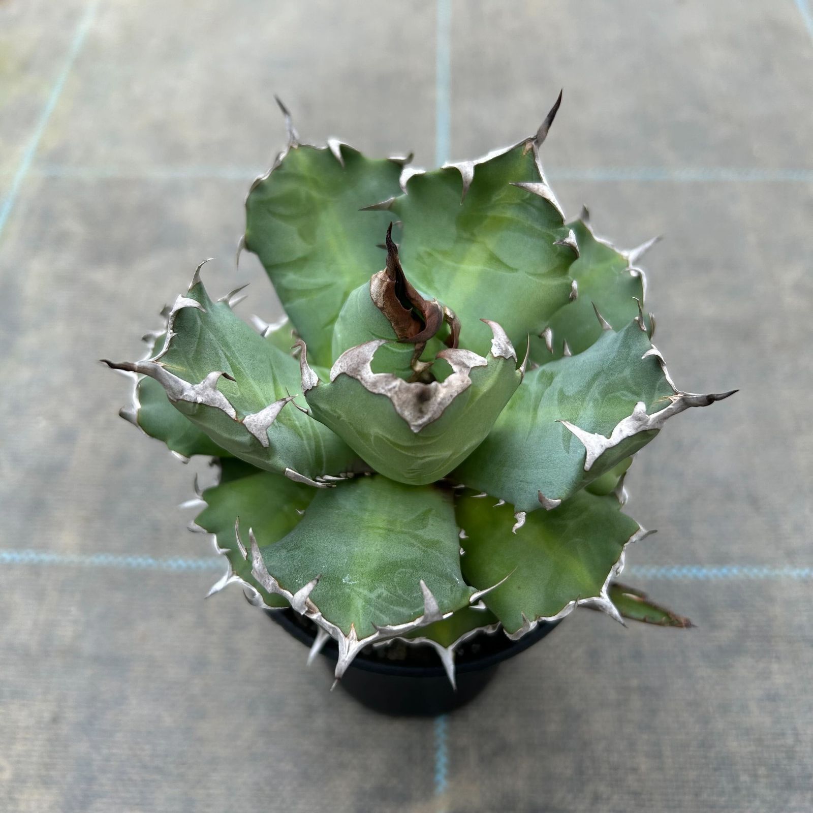 一点物 アガベ チタノタ 姫厳竜（1鉢）（351898） - メルカリ