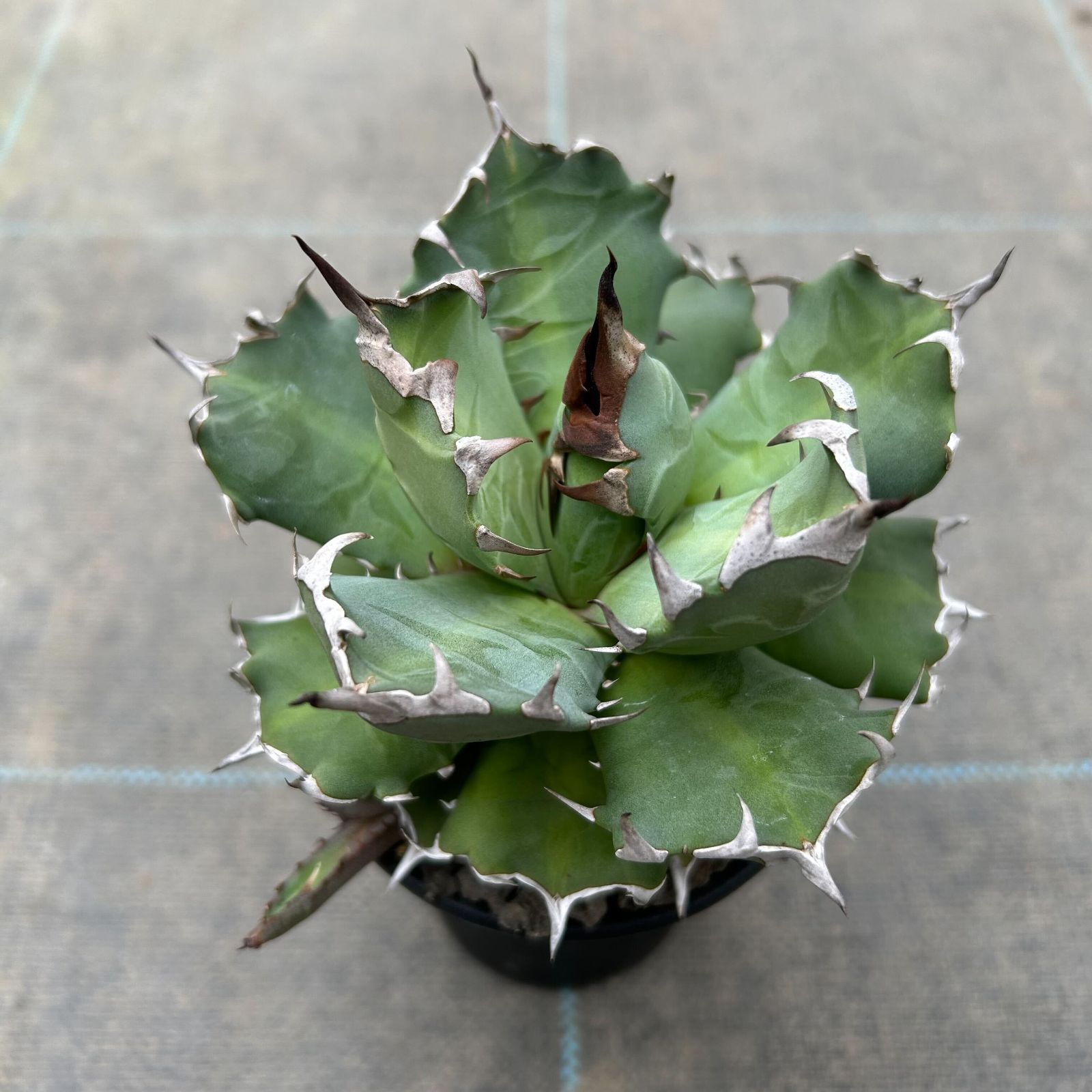 一点物 アガベ チタノタ 姫厳竜（1鉢）（351898） - メルカリ