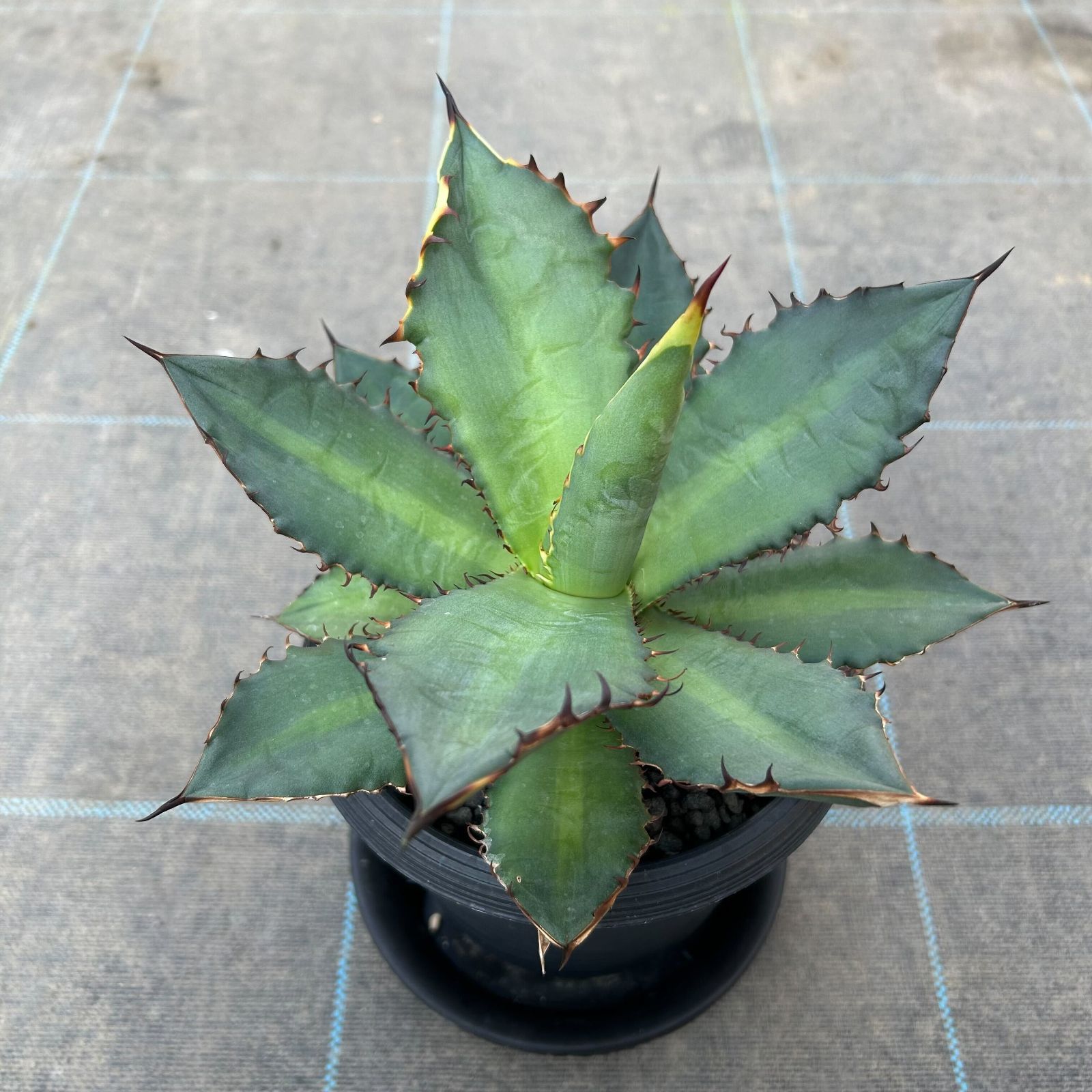 多肉植物アガベ チタノタ 黒火焔 小株 14株 発根済➕子株 23株 同梱 アガベ チタノタ 黒火焔 Agave titanota Black fire | mana'