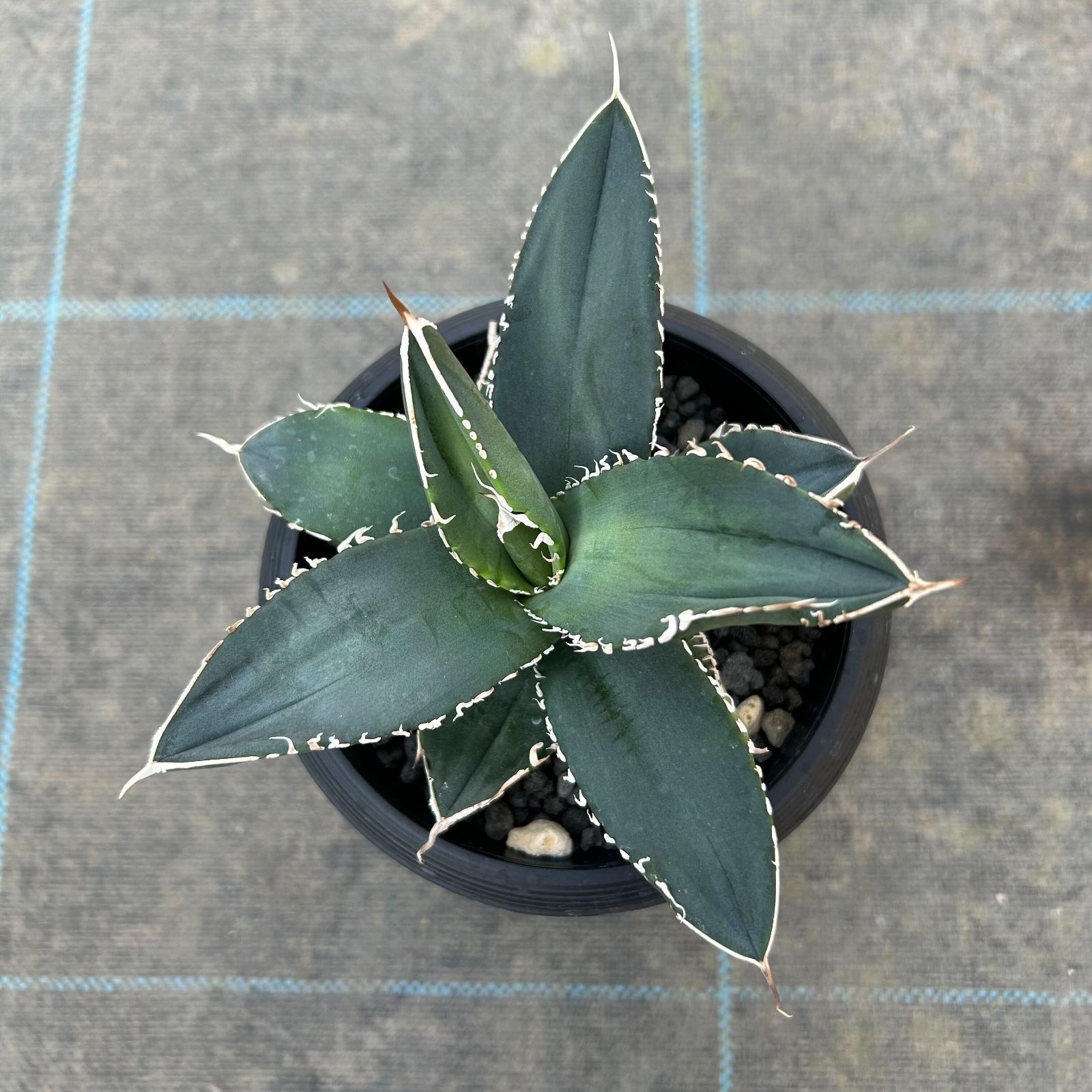 一点物 アガベ チタノタ 立可白／SAD 台湾株（1鉢）（437225