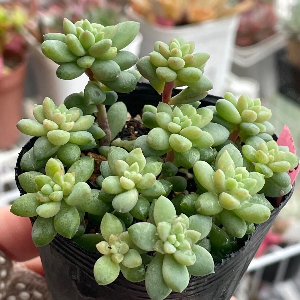 多肉植物♡ピンクベリー❤︎抜き苗(根付き) - メルカリ