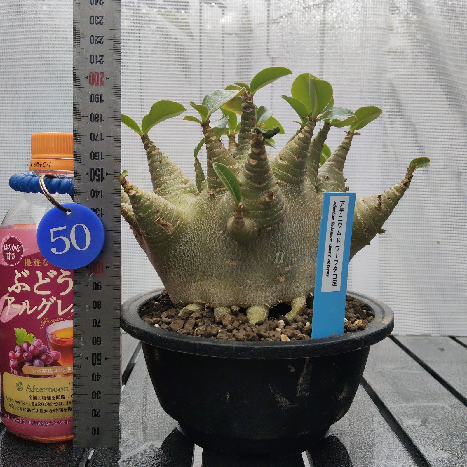 a50 アデニウム ドワーフ タコ足 オクトパス 塊根植物 コーデックス