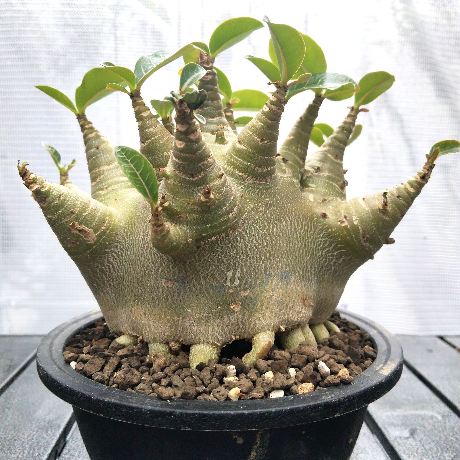 a50 アデニウム ドワーフ タコ足 オクトパス 塊根植物 コーデックス