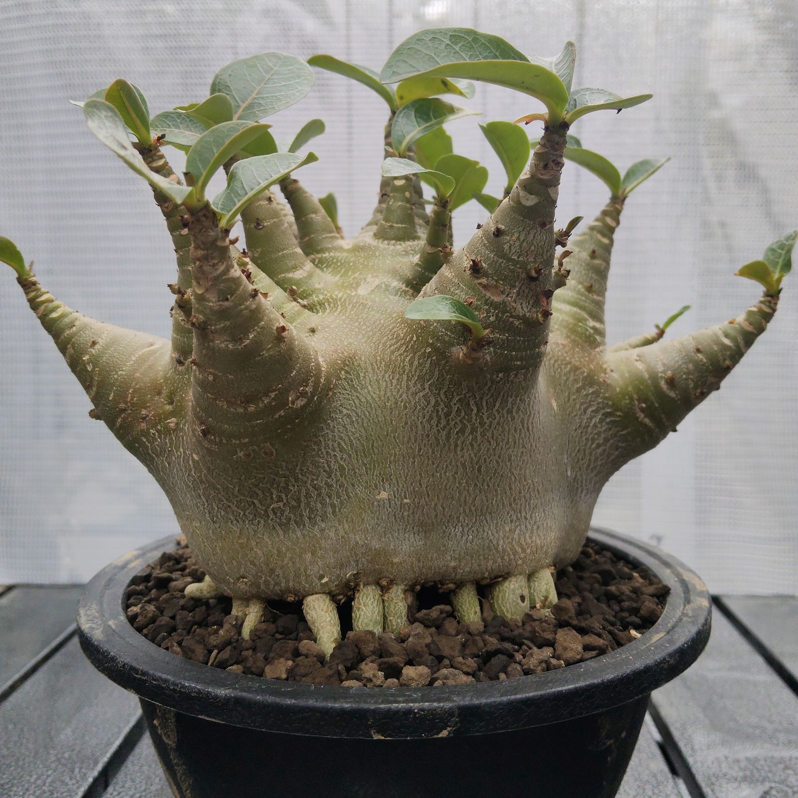 a50 アデニウム ドワーフ タコ足 オクトパス 塊根植物 コーデックス