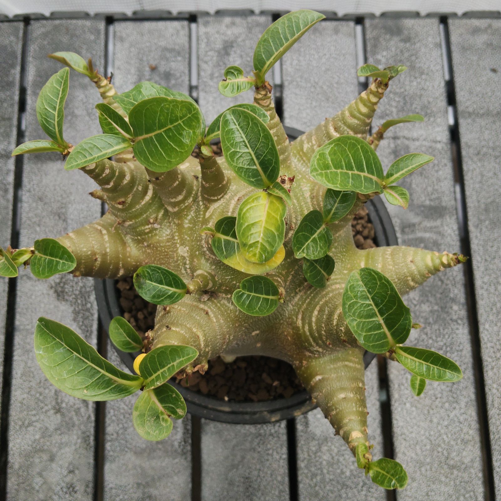 a50 アデニウム ドワーフ タコ足 オクトパス 塊根植物 コーデックス