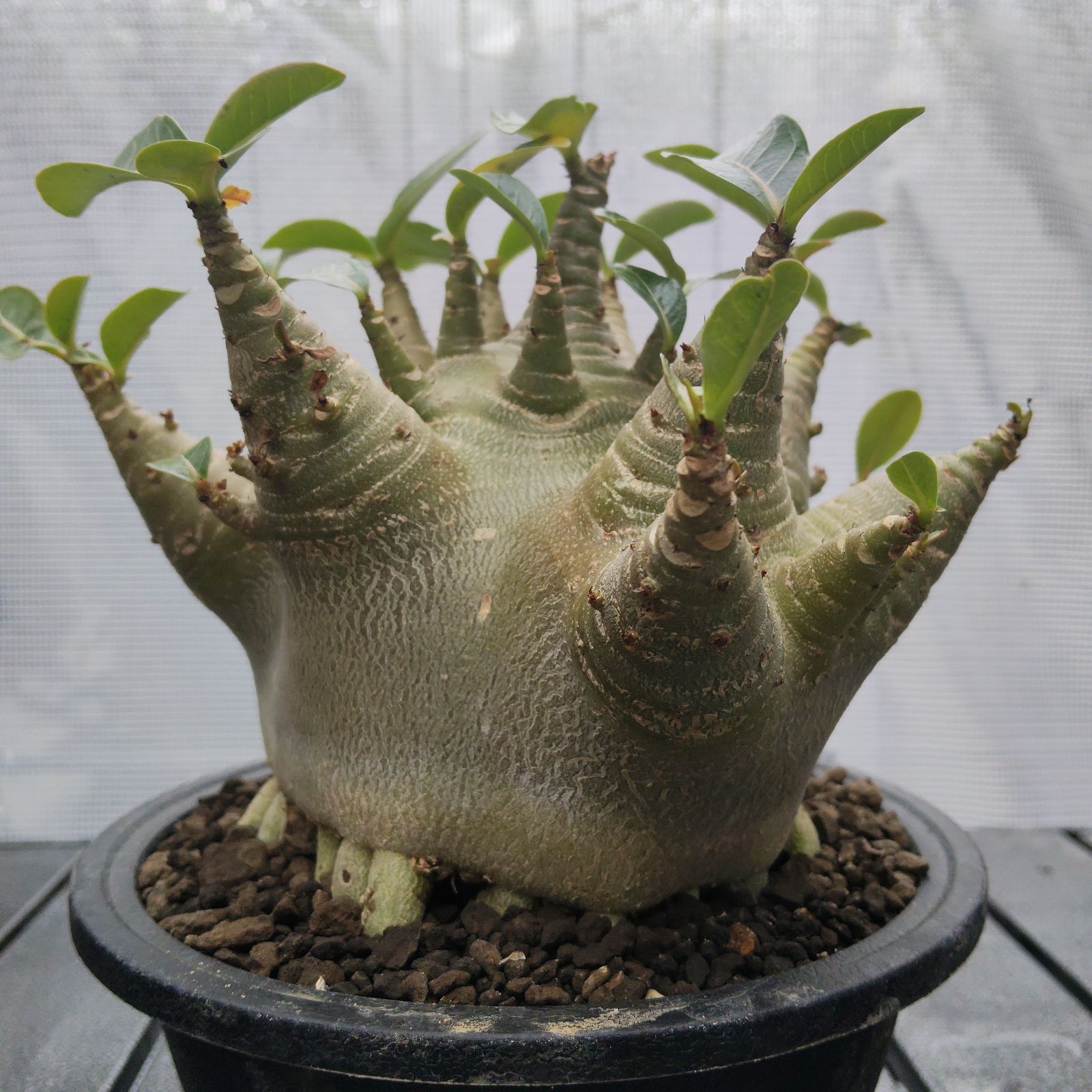 a50 アデニウム ドワーフ タコ足 オクトパス 塊根植物 コーデックス