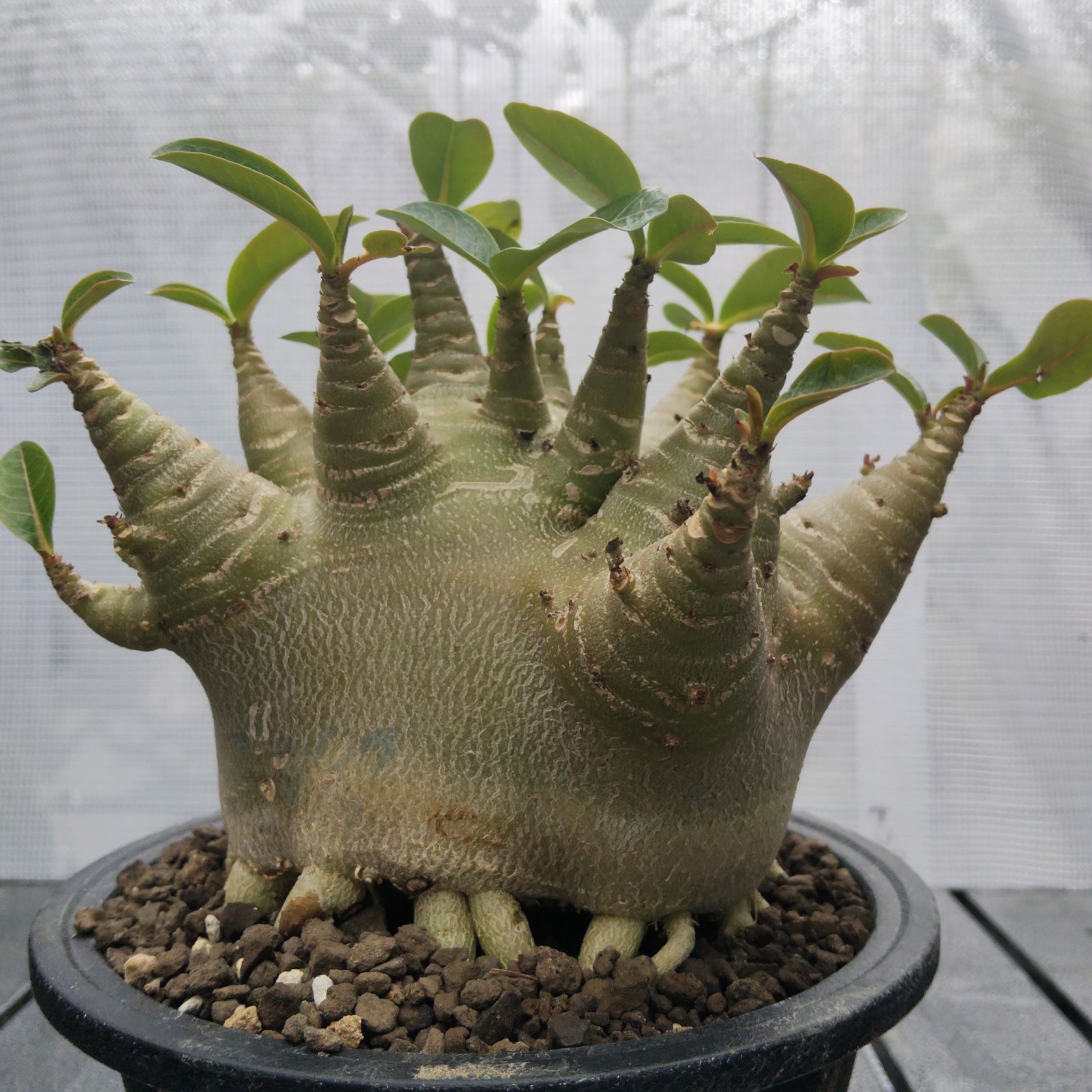 o アデニウム ドワーフ ムカデ足 塊根植物 コーデックス アラビカム a50 アデニウム ドワーフ タコ足 オクトパス 塊根植物 コーデックス