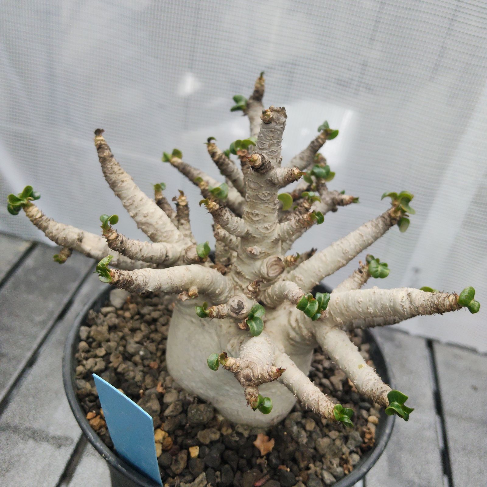 ドーセットホーン アデニウム 獅子葉 葉巻 塊根植物 コーデックス