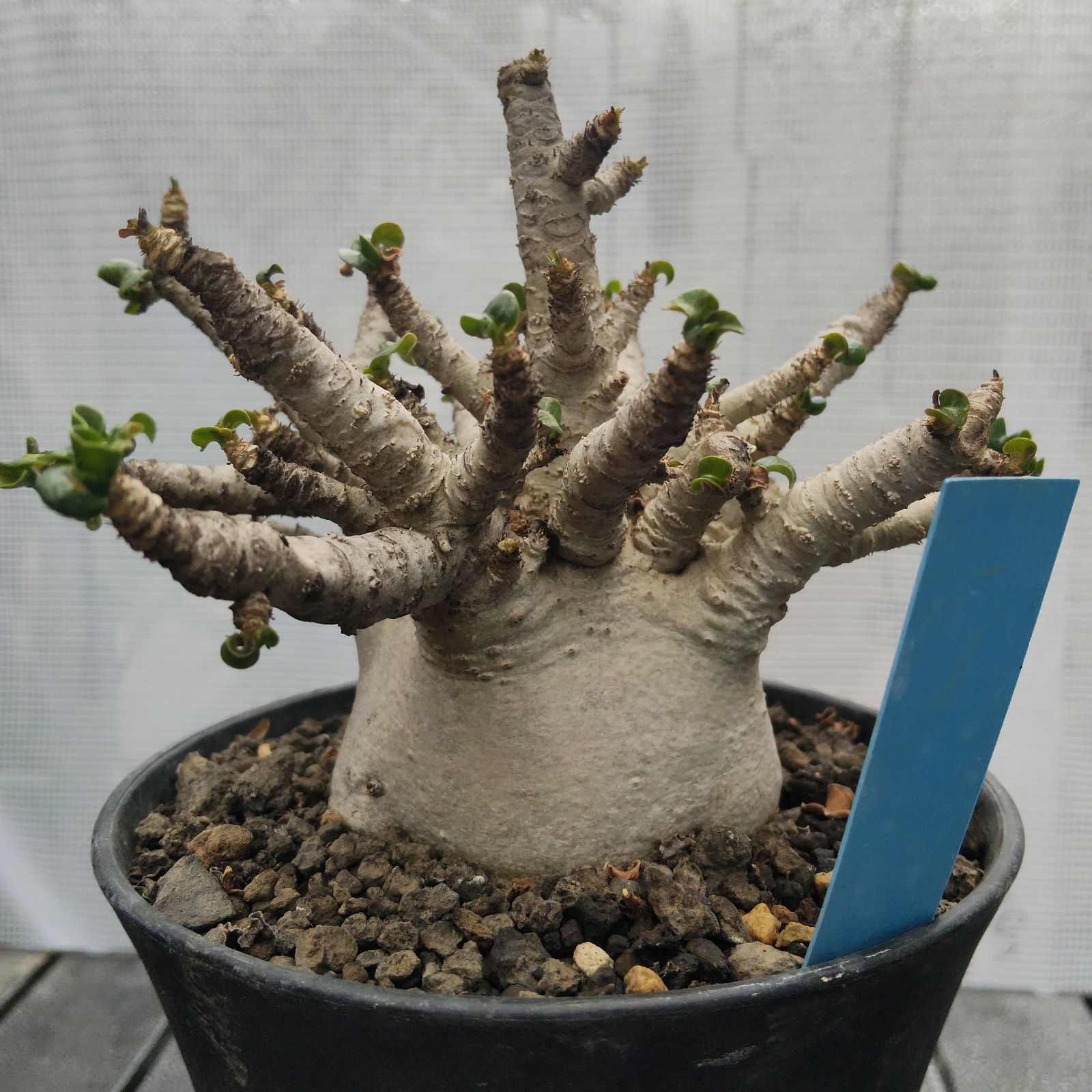 ドーセットホーン アデニウム 獅子葉 葉巻 塊根植物 コーデックス