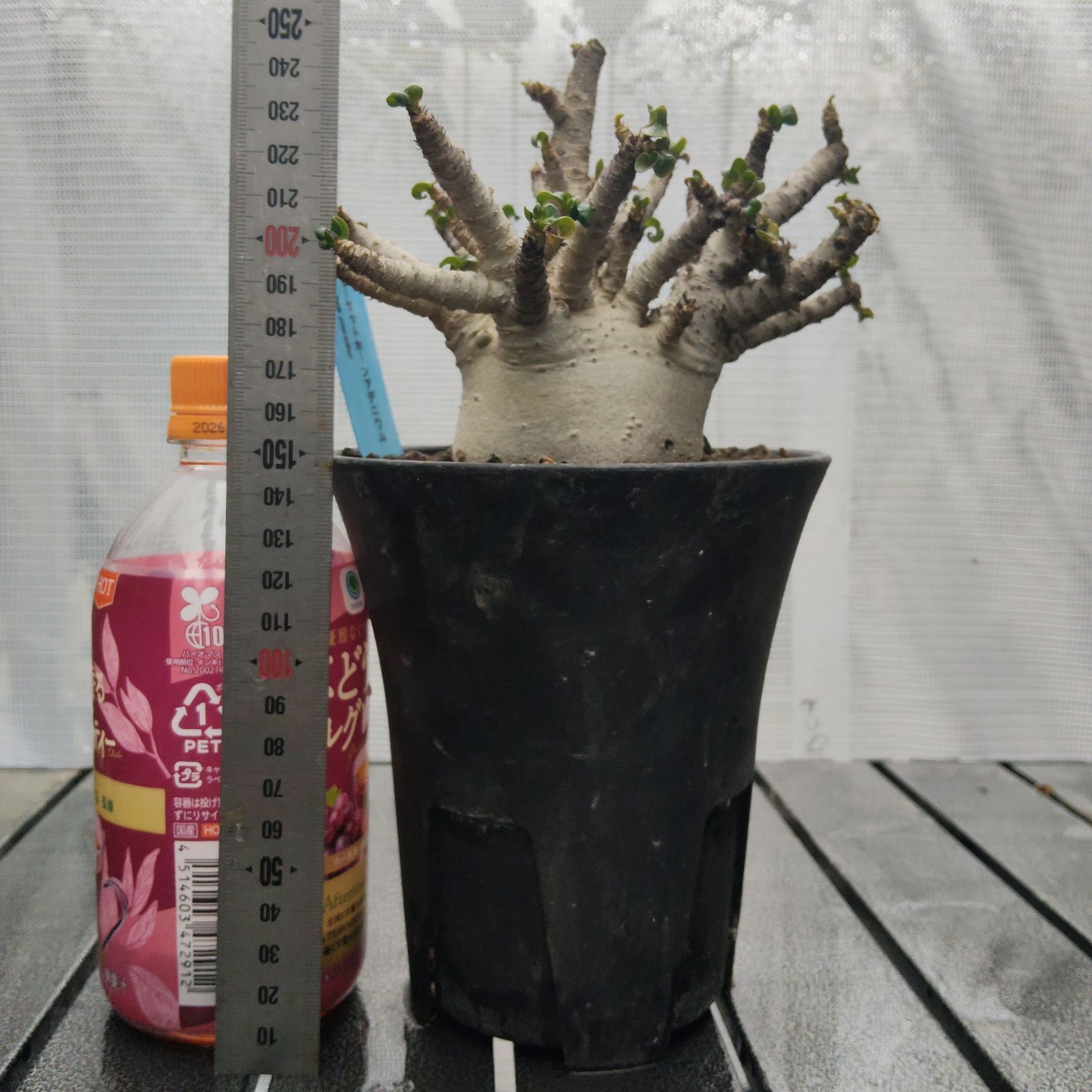 レア種❗️アデニウム 獅子葉 ドーセットホーン コーデックス アラビカム　塊根植物 ドーセットホーン アデニウム 獅子葉 葉巻 塊根植物 コーデックス