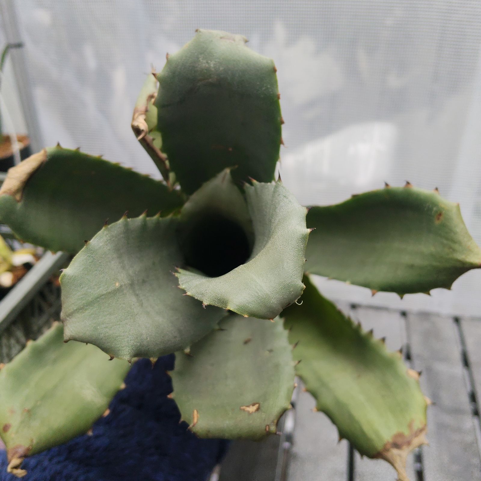 ホヘンベルギア サンドラズマウンテン 大型 Hohenbergia sandra's