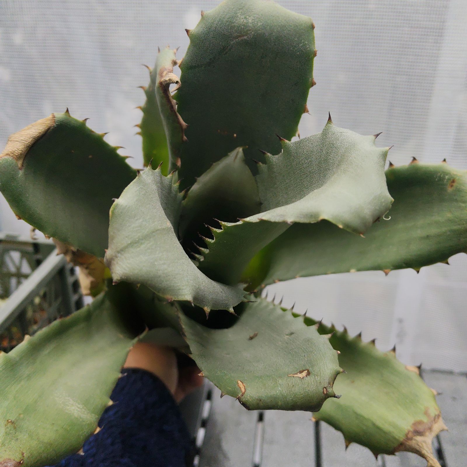 ホヘンベルギア サンドラズマウンテン 大型 Hohenbergia sandra's