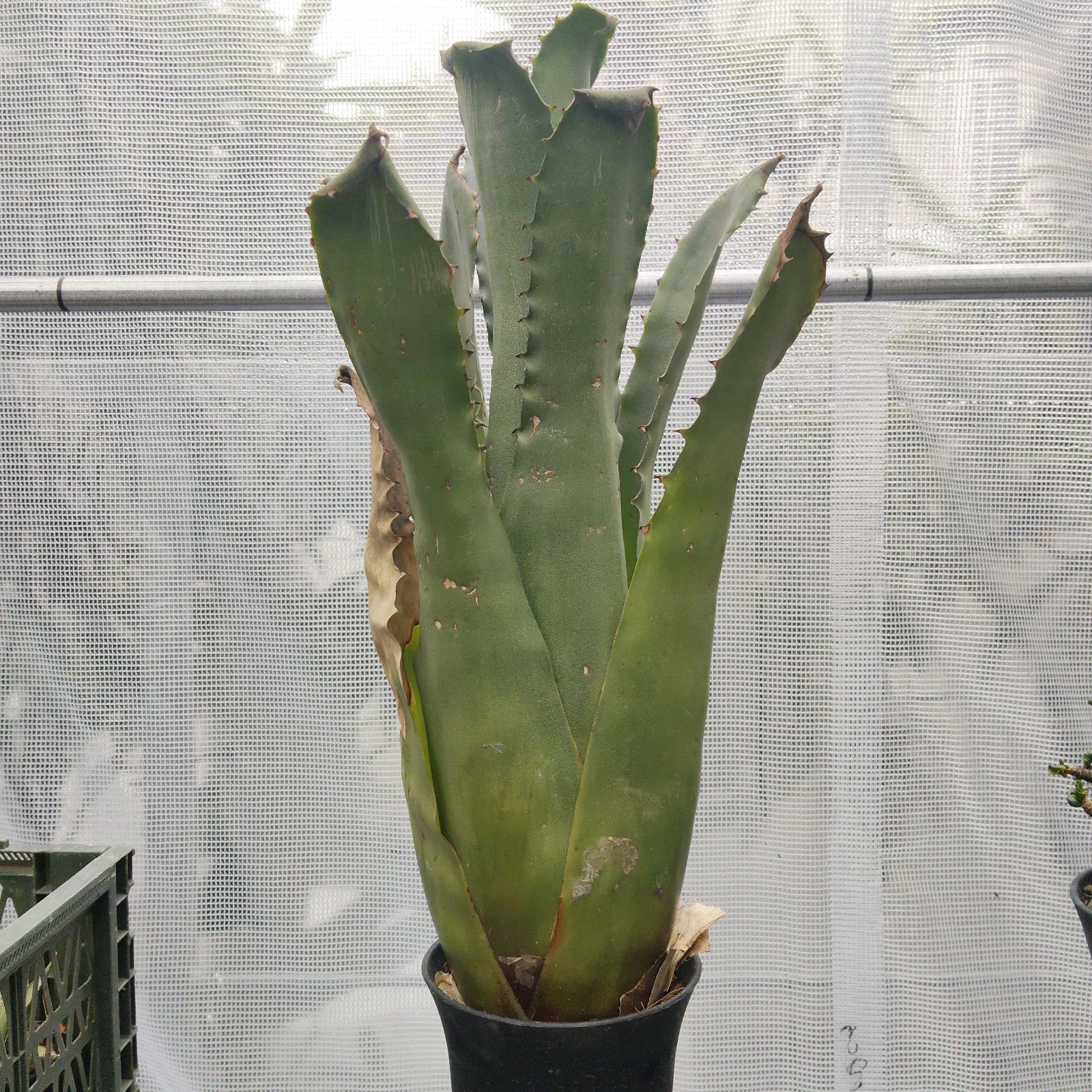 ホヘンベルギア サンドラズマウンテン 大型 Hohenbergia sandra's