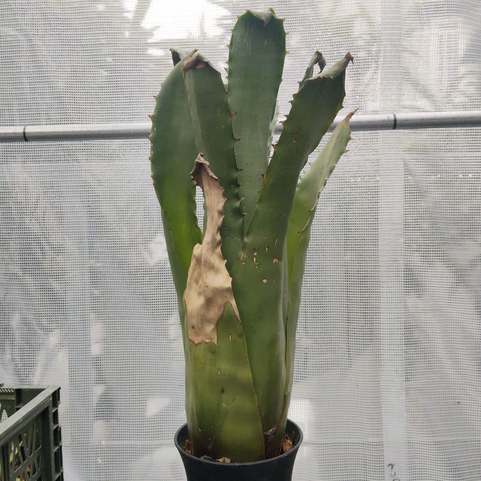 ホヘンベルギア サンドラズマウンテン 大型 Hohenbergia sandra's