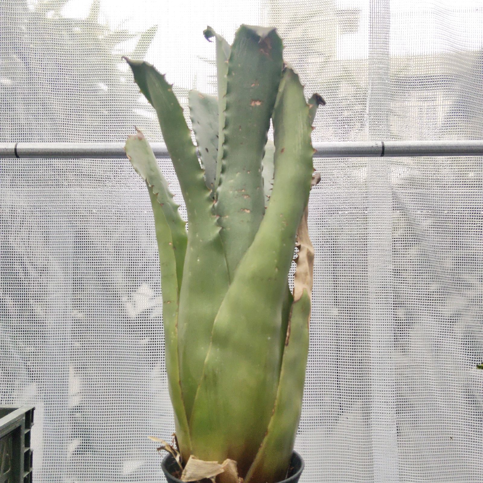 ホヘンベルギア サンドラズマウンテン 大型 Hohenbergia sandra's