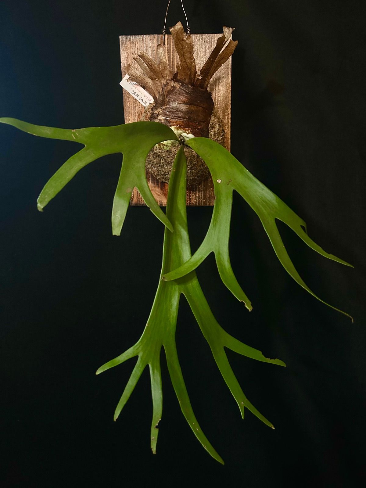 ビカクシダ ウィリンキー｜Wild East Java ワイルド株 板付 現品