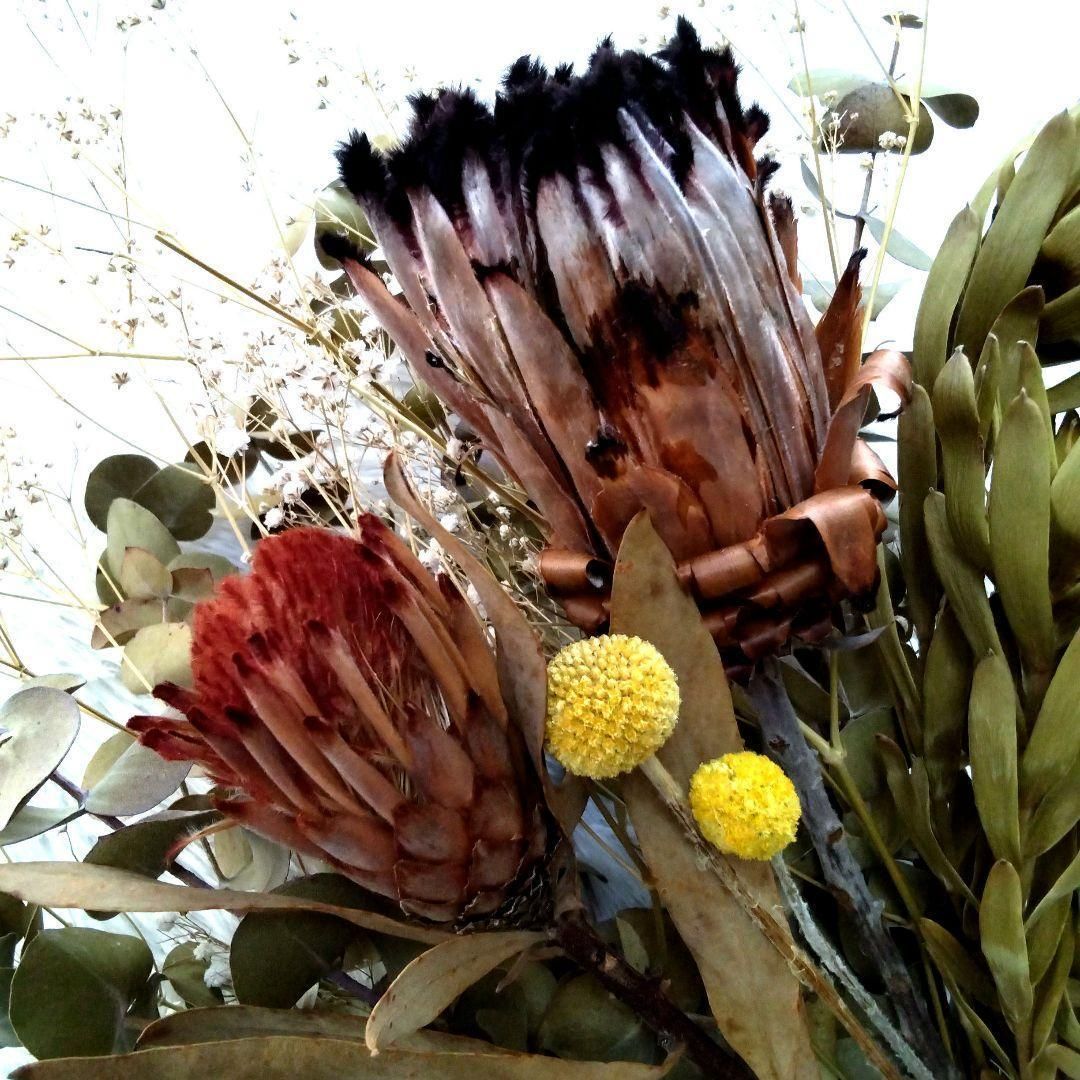 ドライフラワー☆スワッグ☆プロテア☆クラスペディア☆ユーカリ