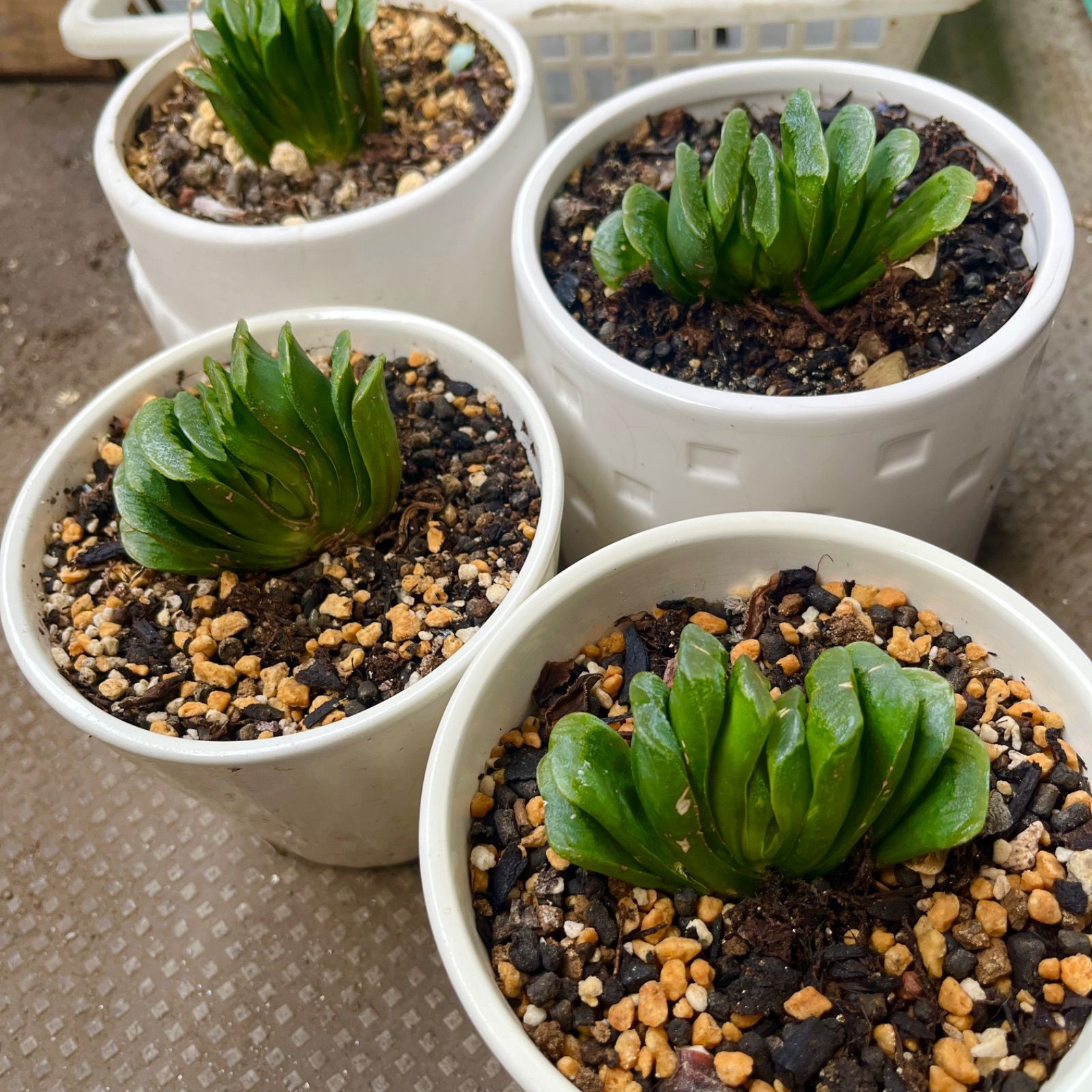 多肉植物 韓国苗 大苗 ハオルチア 玉扇 抜き苗 - メルカリ