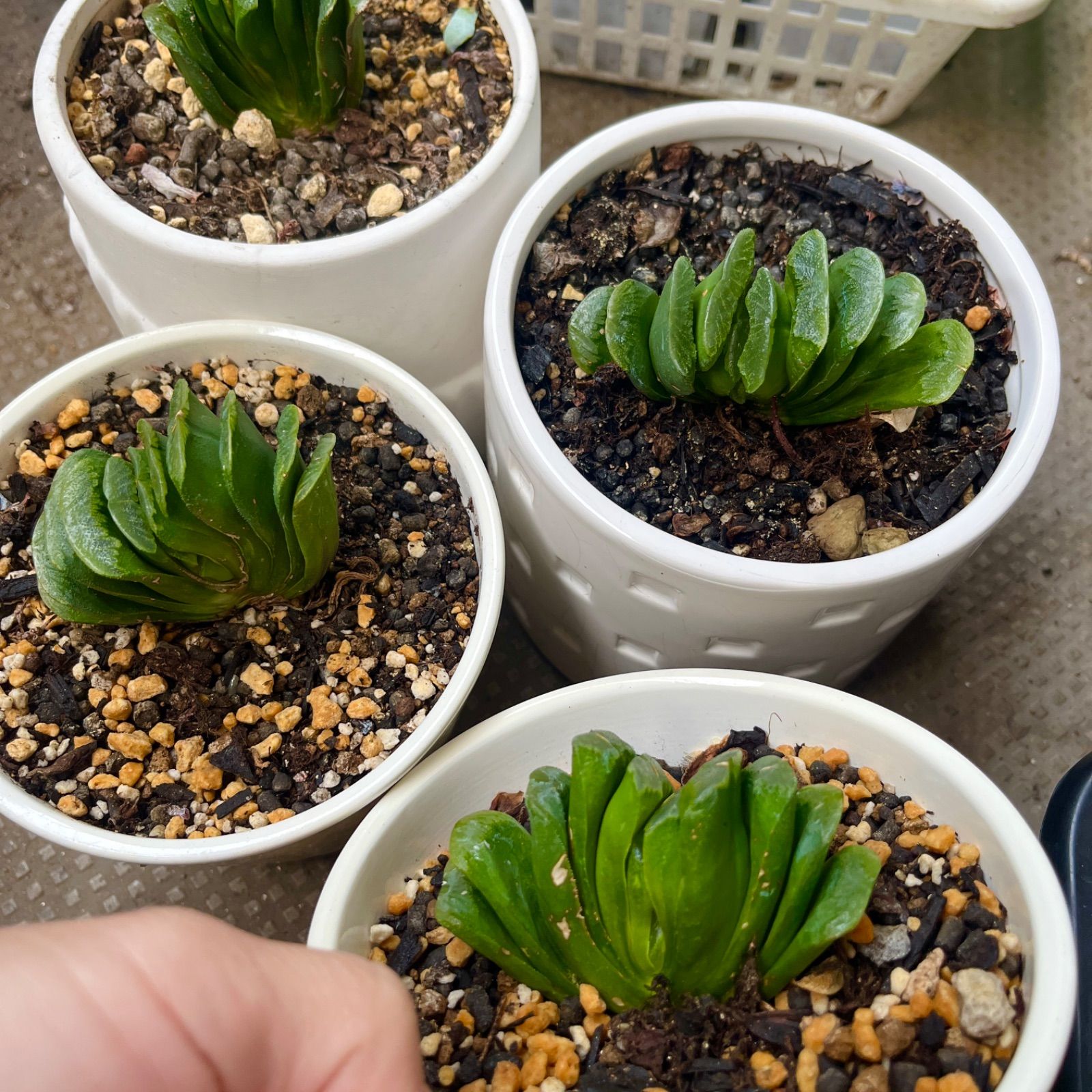 多肉植物 韓国苗 大苗 ハオルチア 玉扇 抜き苗 - メルカリ