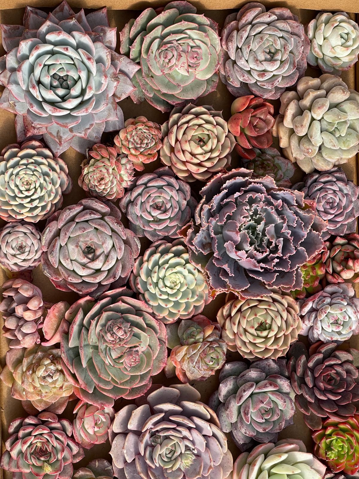 限定セット【鮮やか＆多種類】50株のカット大苗セット 佐川発送予定