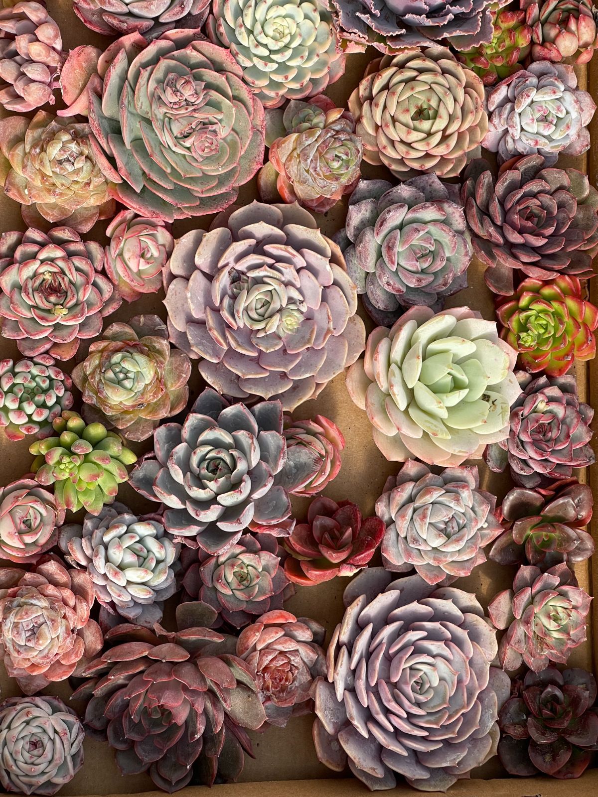 限定セット【鮮やか＆多種類】50株のカット大苗セット 佐川発送予定