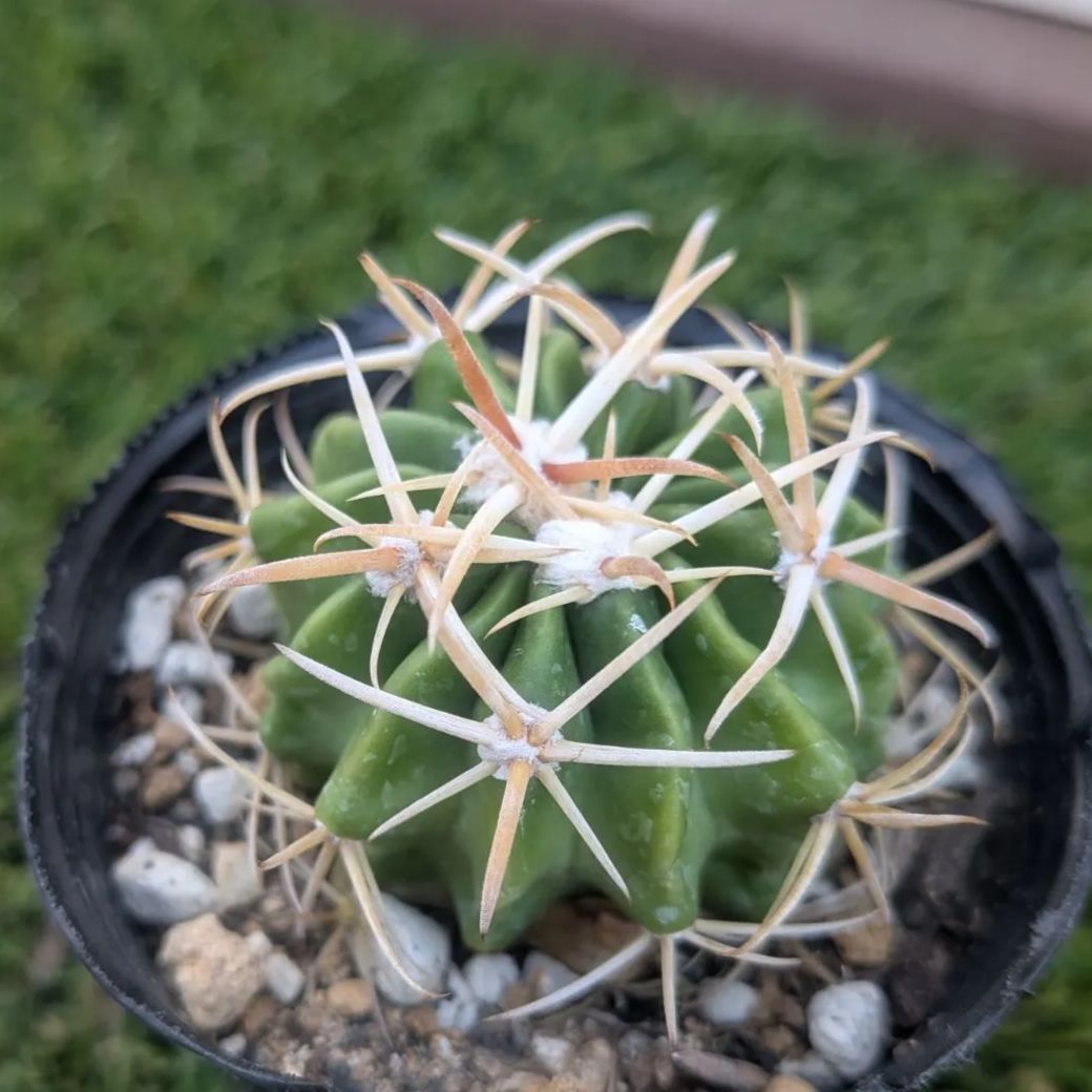 サボテン エキノカクタス 綾波 - メルカリ