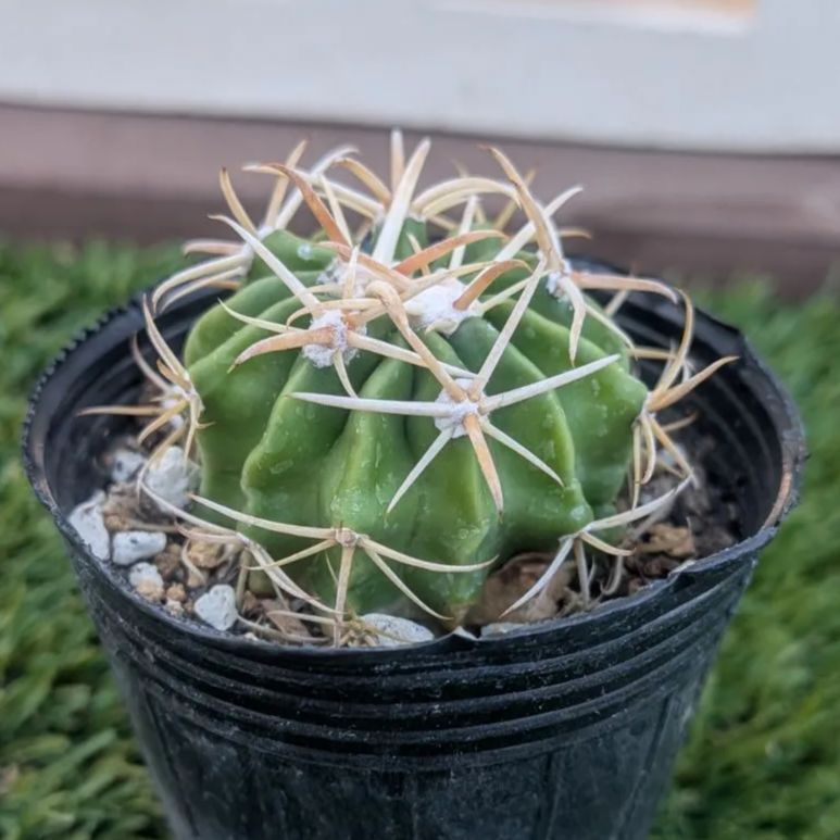 サボテン エキノカクタス 綾波 - メルカリ